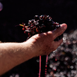 Load image into Gallery viewer, The Kings' Creed Adelaide Hills Pinot Noir 2024