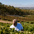 Load image into Gallery viewer, The Kings' Creed Fleurieu Peninsula Rose 2025
